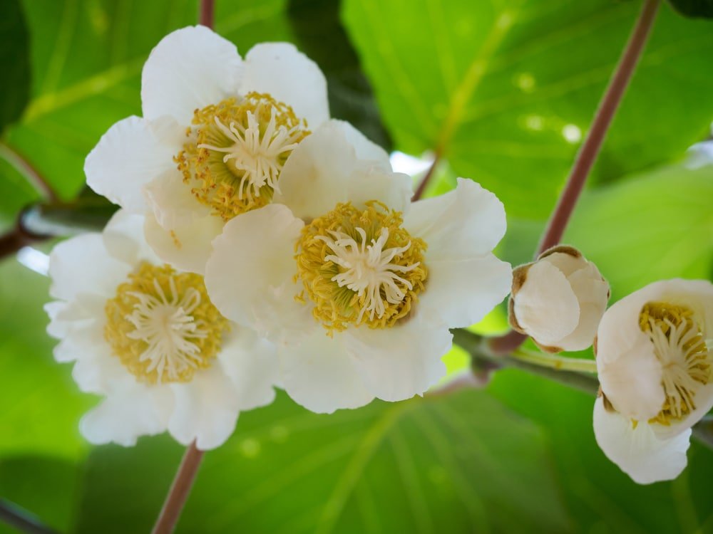 Kiwi Flowers